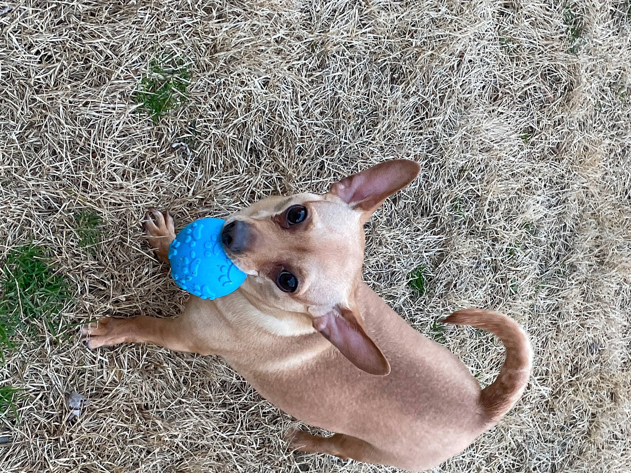 Dijon is registered to the contest to win money with this photo: adventure, canidae, carnivore, collar, companion_dog, dog, dog_breed, dog_collar, dog_supply, fawn, foot, grass, non_sporting_group, paw, snout, soil, sporting_group, tail, terrestrial_animal, working_animal