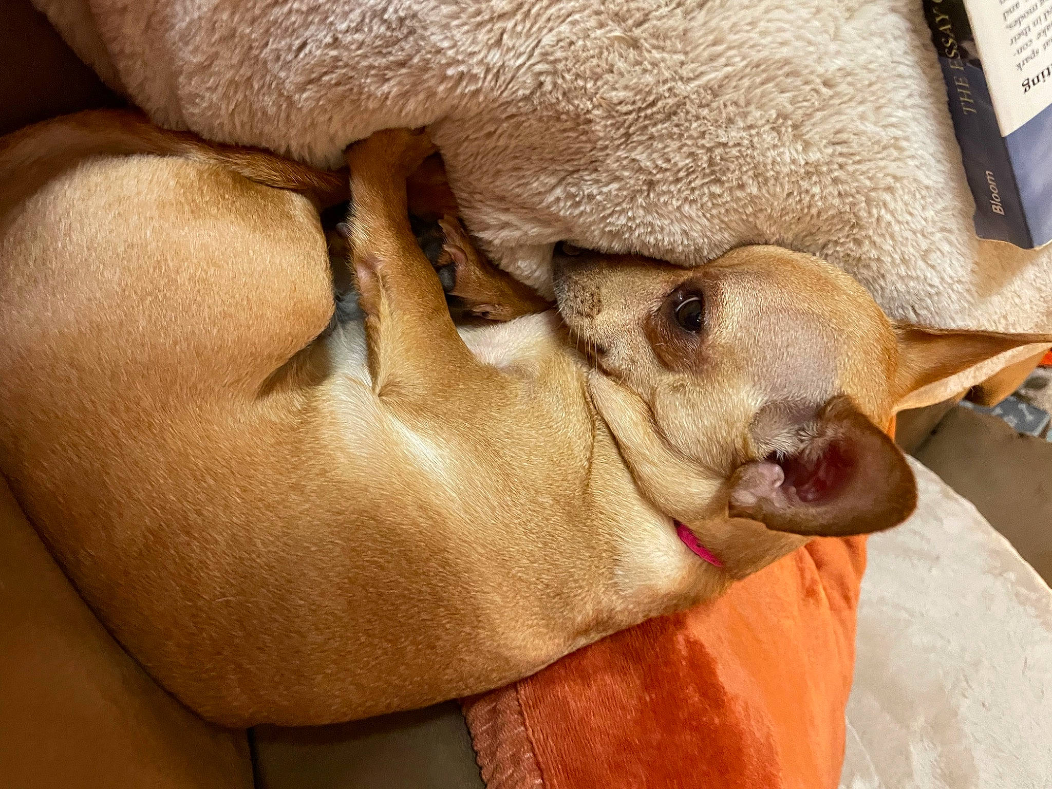 Dijon is registered to the contest to win money with this photo: carnivore, comfort, dog_breed, ear, eyelash, fawn, fur, goat, liver, livestock, nail, snout, terrestrial_animal, whiskers, wood, working_animal, wrinkle