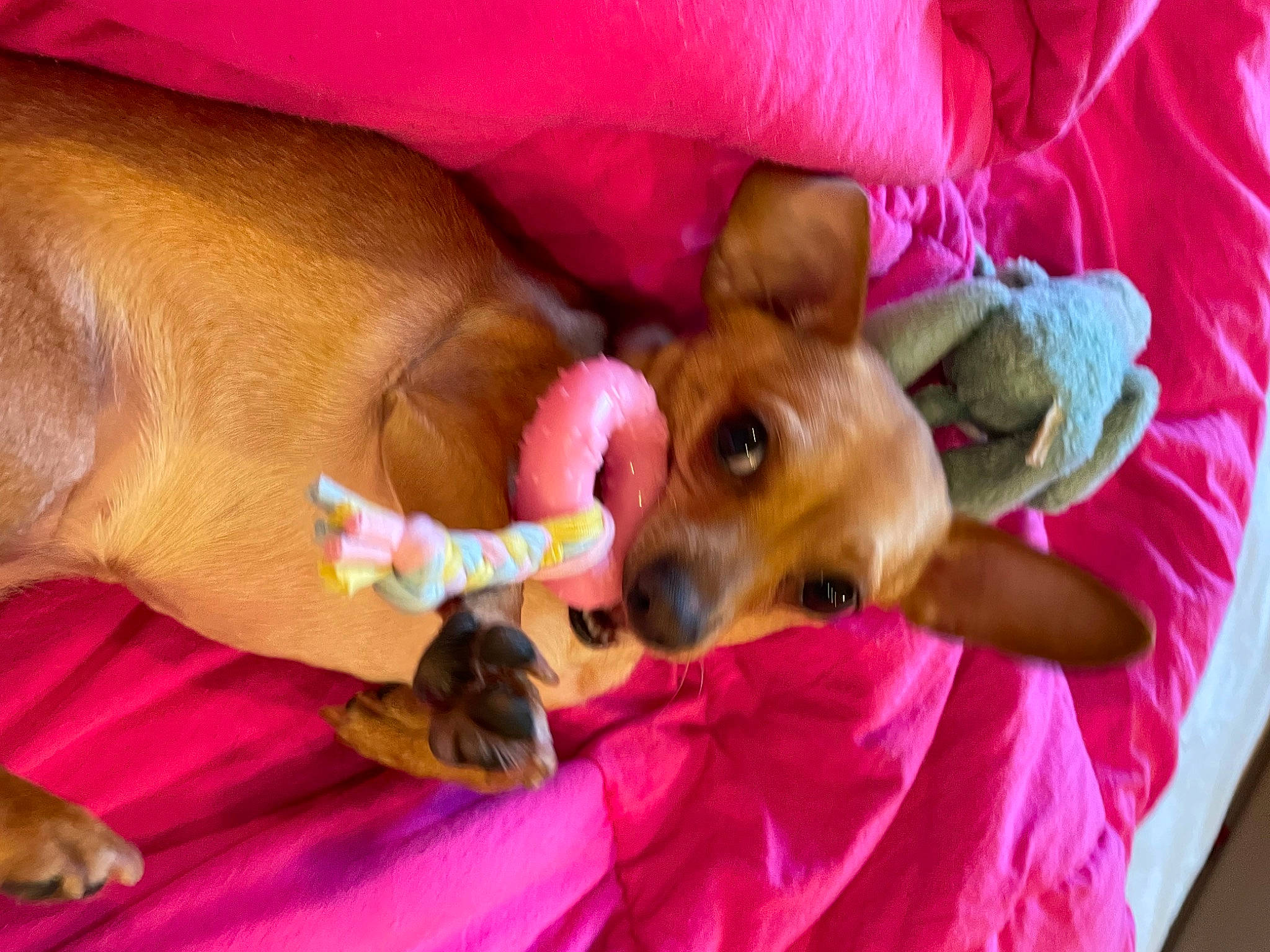 Dijon is registered to the contest to win money with this photo: bed, canidae, carnivore, comfort, companion_dog, dog, dog_breed, dog_supply, fawn, gesture, magenta, mammal, nail, pink, snout, sporting_group, toy, toy_dog, vertebrate, working_animal