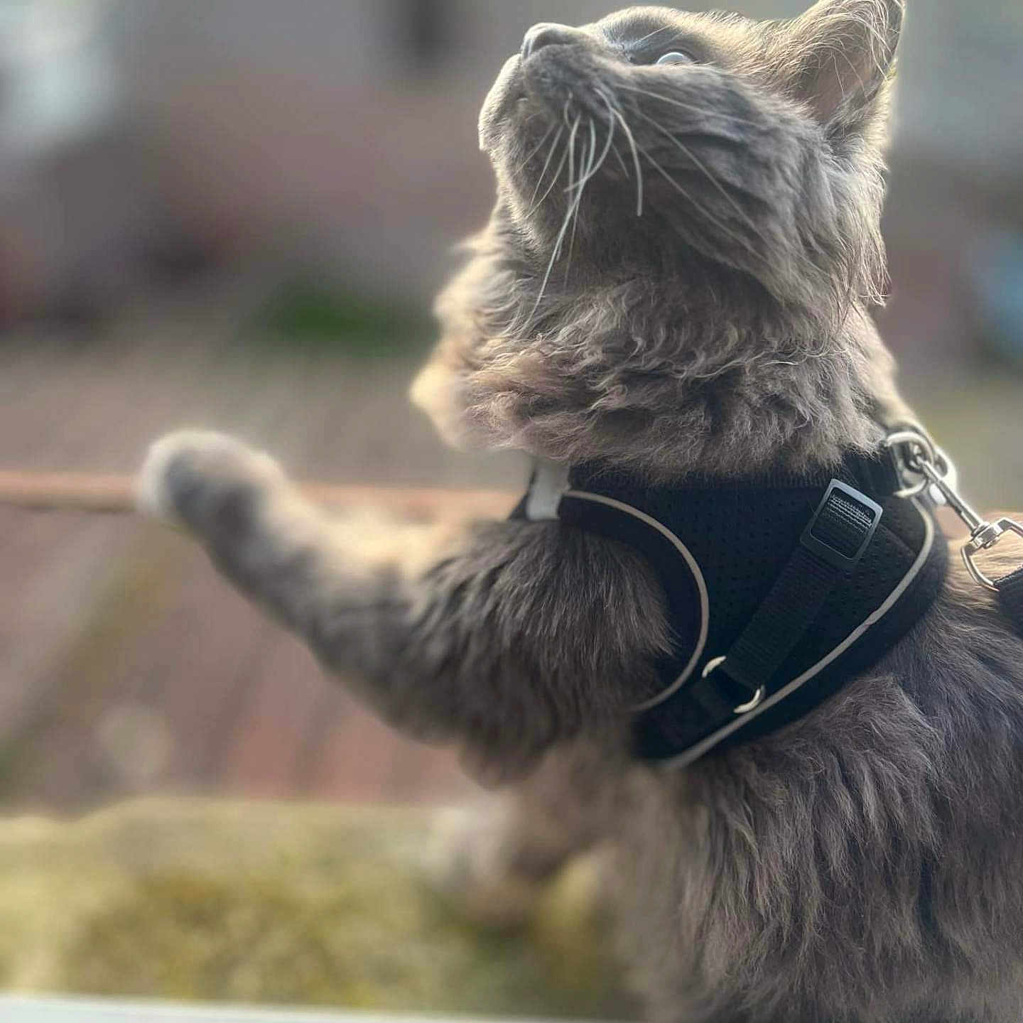 Regis Meyer a rejoint le concours — aidez-le/la à gagner de superbes lots ! animal, blurred_background, cat, close_up, curious, domestic_animal, feline, fluffy, fur, gray_cat, harness, leash, looking_up, mammal, nature, outdoor, pet, side_view, soft_light, whiskers