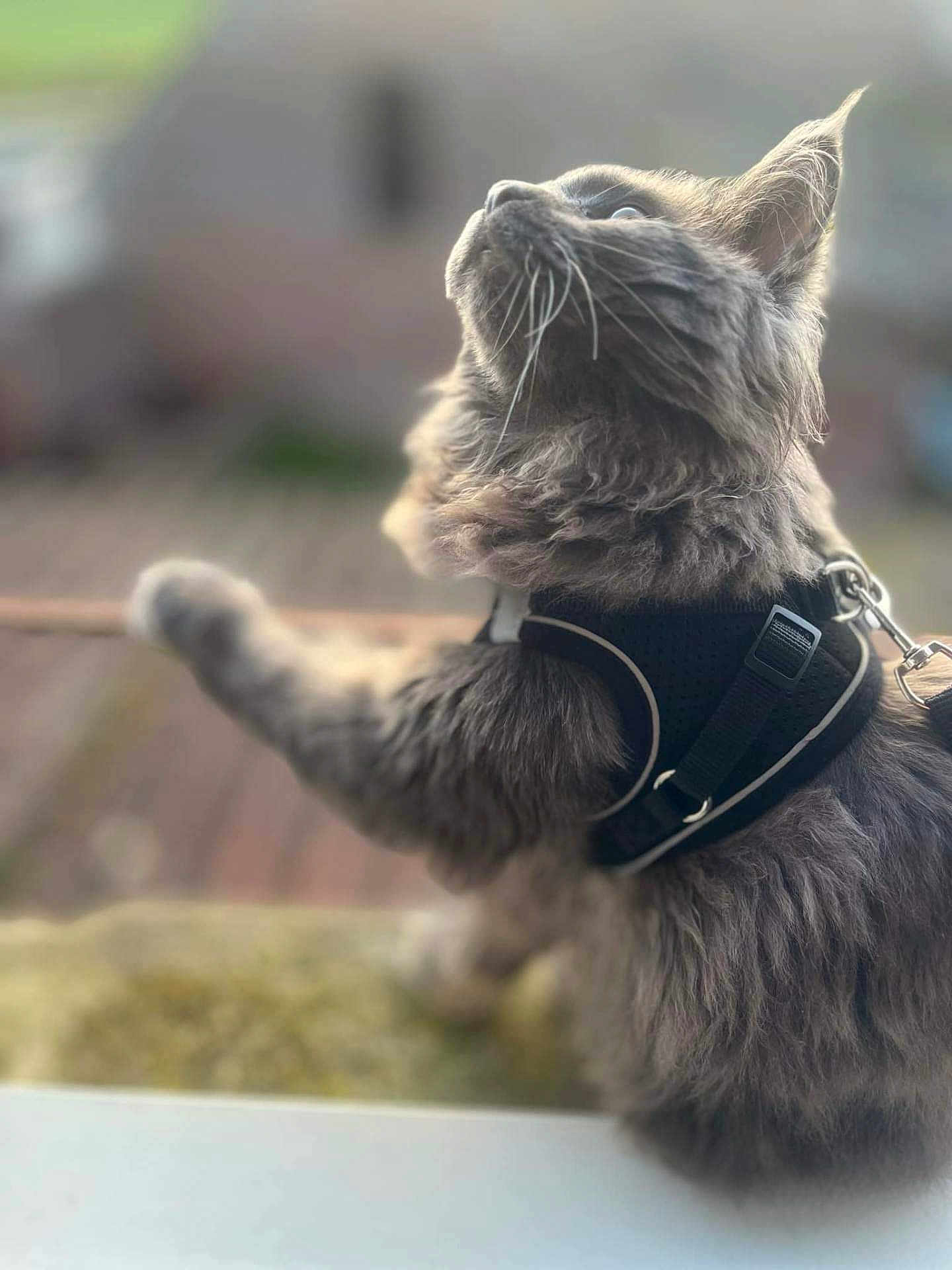 Regis Meyer a rejoint le concours — aidez-le/la à gagner de superbes lots ! cat, gray_cat, fluffy, pet, animal, outdoor, harness, whiskers, fur, curious, looking_up, blurred_background, close_up, soft_light, nature, mammal, domestic_animal, feline, side_view, leash