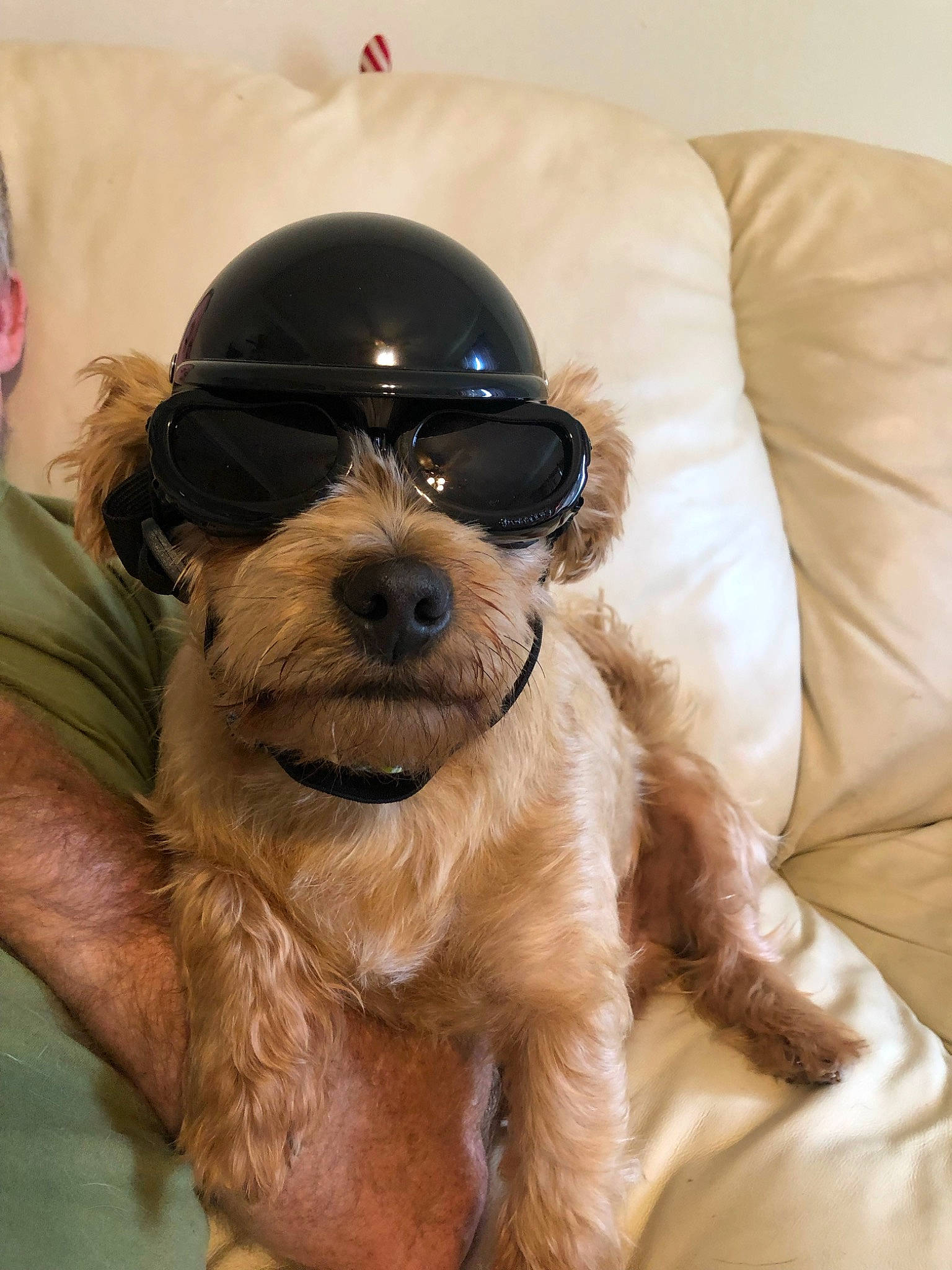 Jasper is registered to the contest to win money with this photo: beard, canidae, carnivore, companion_dog, dog, dog_breed, eyewear, facial_hair, fawn, glasses, goggles, hat, liver, personal_protective_equipment, snout, sporting_group, sunglasses, toy_dog, vision_care, working_animal