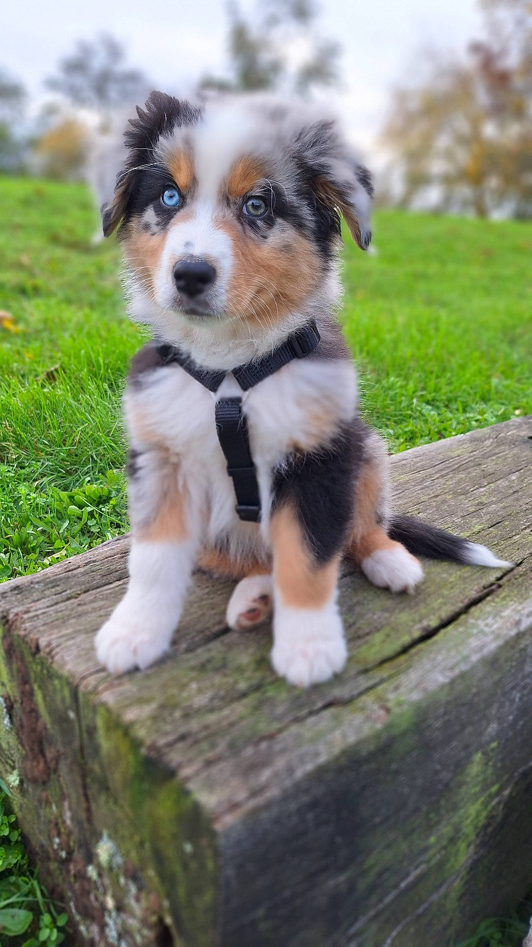 Owen a rejoint le concours — aidez-le/la à gagner de superbes lots ! accessories, animal, beagle, canine, cockerspaniel, collie, dog, grass, hound, husky, lawn, papillon, pet, plant, puppy, strap, terrier, tree, treestump, wood