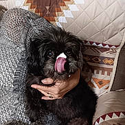 Muffin is registered to the contest to win money with this photo: dog, black_dog, pet, licking, tongue, hand, holding, blanket, cushion, patterned_cushion, indoor, cozy, fur, face, cute, animal, domestic_animal, snout, playing, relaxing