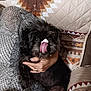 dog, black_dog, pet, licking, tongue, hand, holding, blanket, cushion, patterned_cushion, indoor, cozy, fur, face, cute, animal, domestic_animal, snout, playing, relaxing