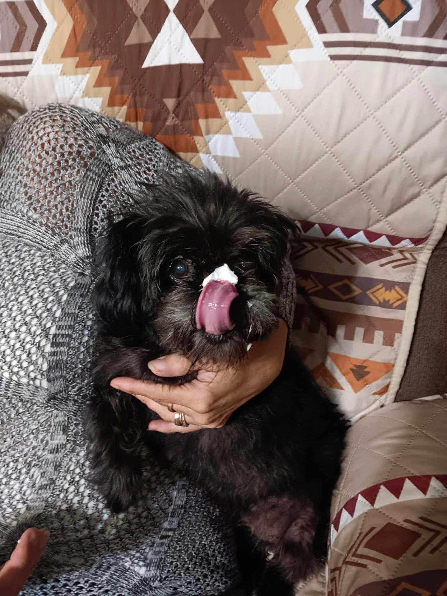 Muffin is registered to the contest to win money with this photo: dog, black_dog, pet, licking, tongue, hand, holding, blanket, cushion, patterned_cushion, indoor, cozy, fur, face, cute, animal, domestic_animal, snout, playing, relaxing
