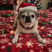 Snuggles joined the competition — help win amazing prizes! pug, dog, santa_hat, christmas, holiday, festive, bedspread, snowflake_pattern, christmas_tree, ornaments, stockings, gifts, string_lights, red, green, decorations, indoors, pet, cute, collar