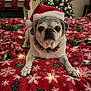 pug, dog, santa_hat, christmas, holiday, festive, bedspread, snowflake_pattern, christmas_tree, ornaments, stockings, gifts, string_lights, red, green, decorations, indoors, pet, cute, collar