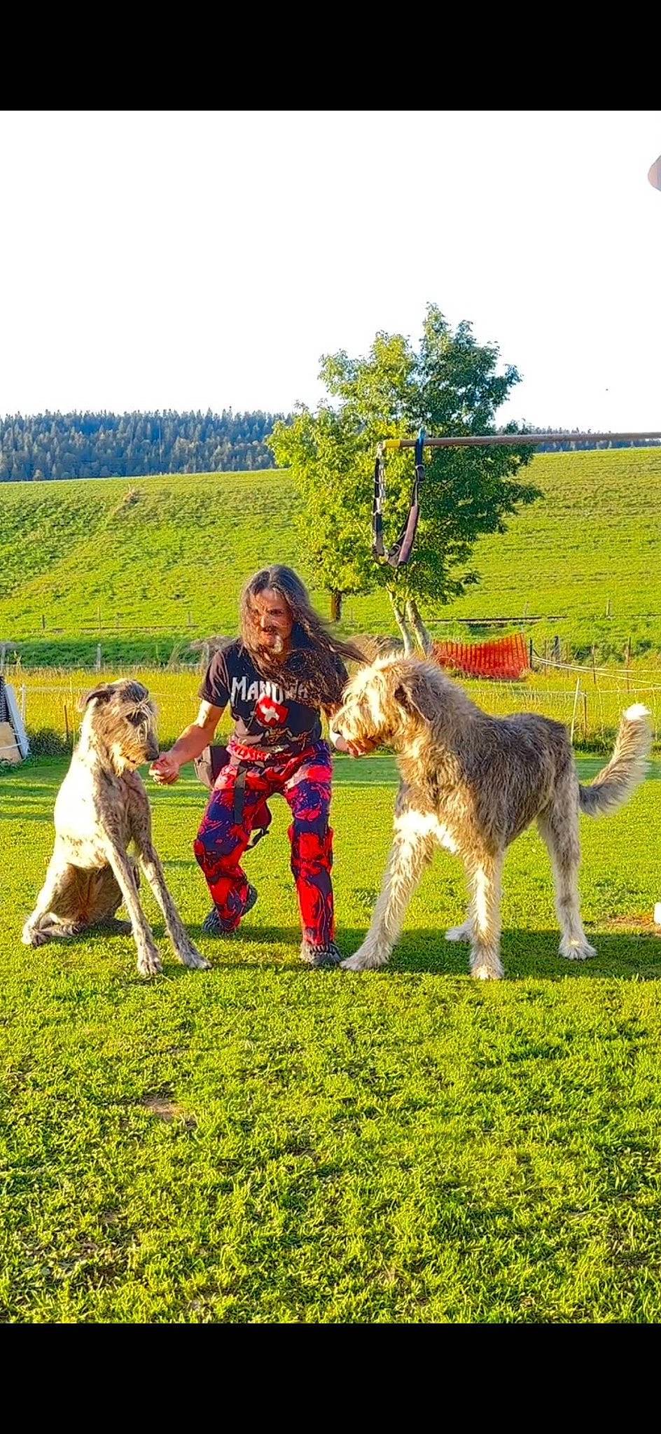 Taiga a rejoint le concours — aidez-le/la à gagner de superbes lots ! carnivore, companion_dog, dog, dog_breed, field, fun, gesture, grass, grassland, happy, landscape, leisure, meadow, pasture, people_in_nature, plant, sky, sporting_group, tree, working_animal
