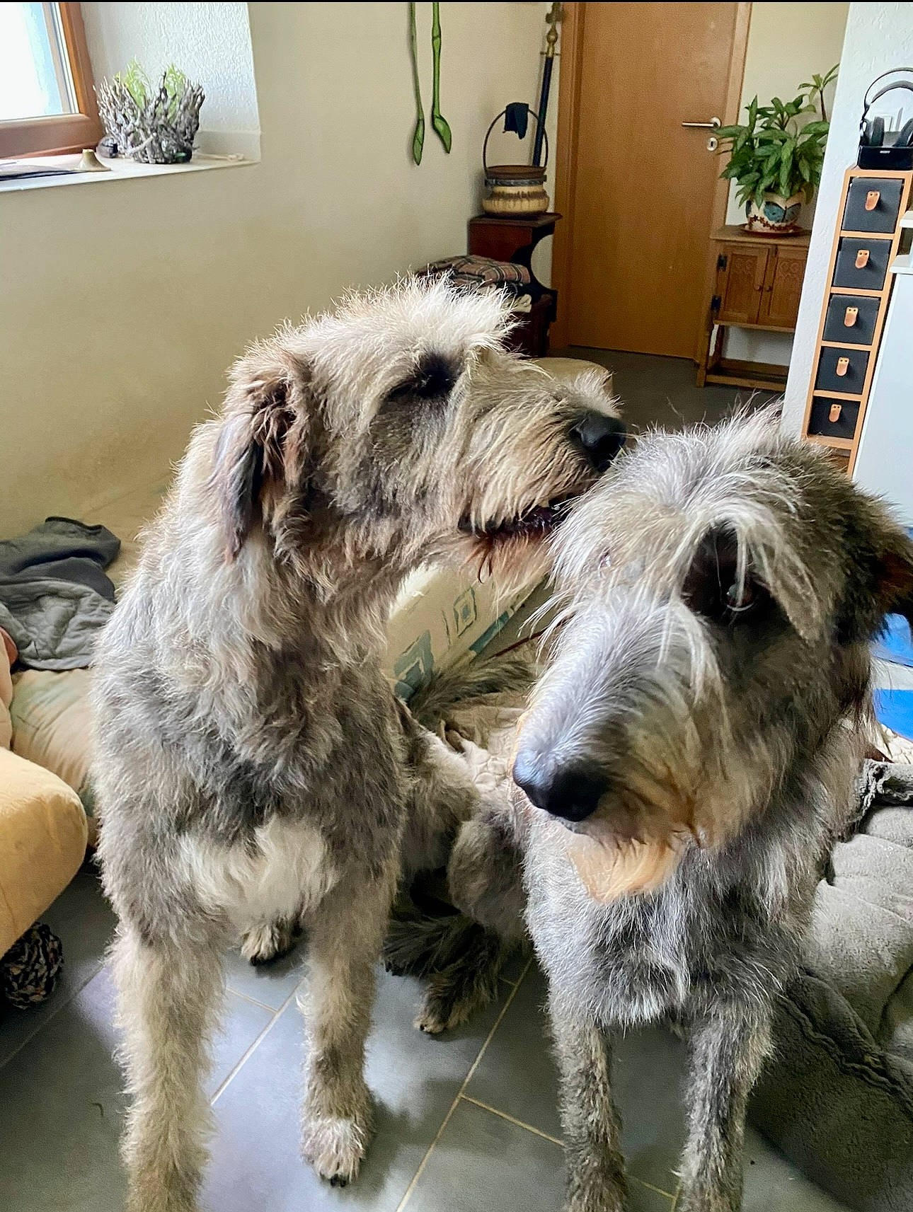 Taiga participe au concours pour gagner de l'argent avec cette photo : canidae, carnivore, companion_dog, dog, dog_breed, door, fur, houseplant, lakeland_terrier, picture_frame, plant, snout, sporting_group, terrestrial_animal, window, working_animal