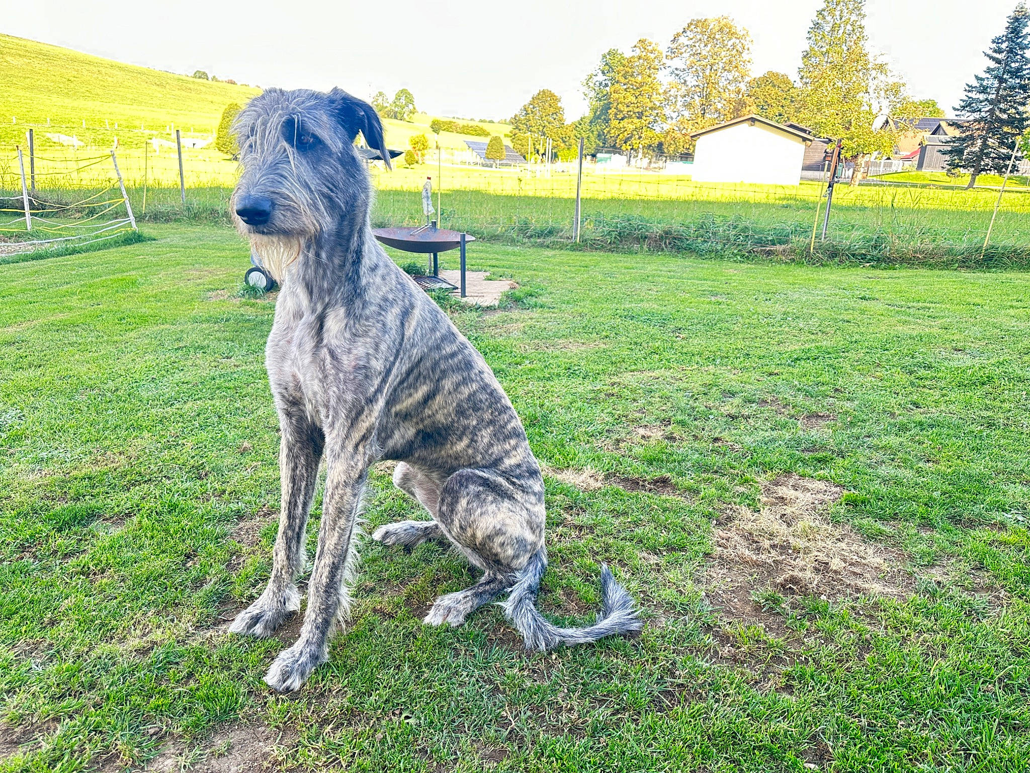 Taiga participe au concours pour gagner de l'argent avec cette photo : canidae, carnivore, collar, companion_dog, dog, dog_breed, fawn, grass, grassland, great_dane, groundcover, pasture, plant, sighthound, sky, sporting_group, tail, terrestrial_animal, tree, working_animal