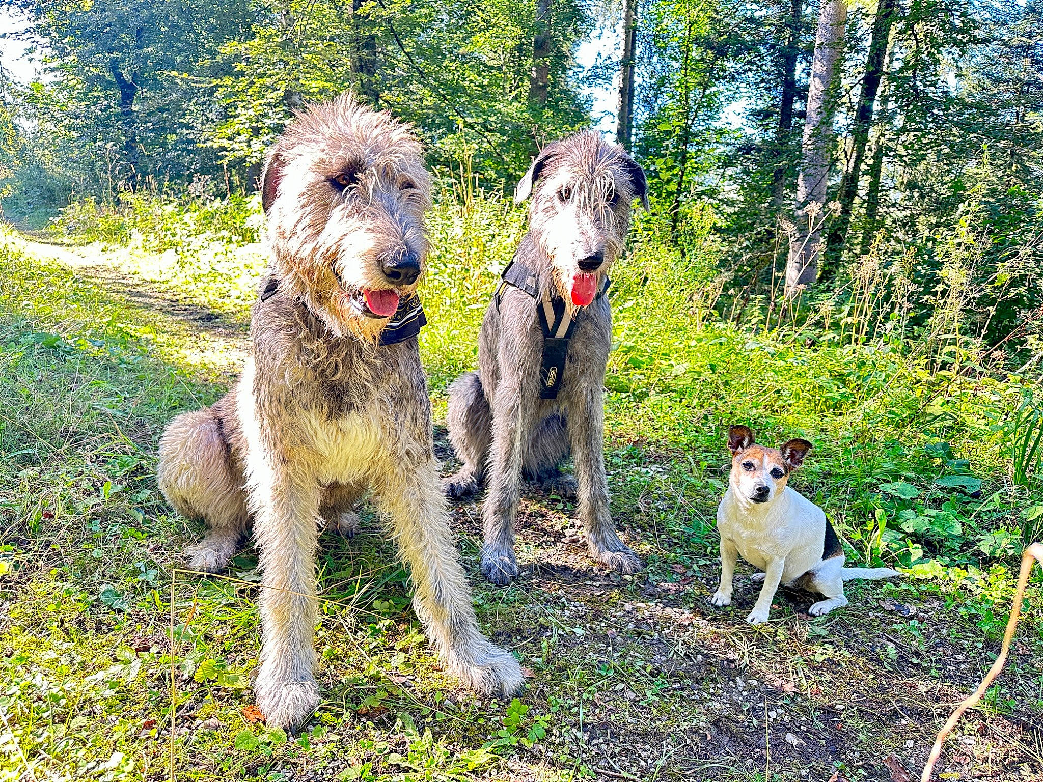 Taiga participe au concours pour gagner de l'argent avec cette photo : art, canidae, carnivore, companion_dog, dog, dog_breed, fawn, forest, grass, hunting_dog, plant, sporting_group, standard_poodle, tail, terrestrial_animal, terrier, tree, water_dog, working_animal, working_dog