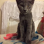 Zody is registered to the contest to win money with this photo: cat, gray_cat, pet, indoor, blanket, curtain, window, feline, animal, sitting, portrait, fur, ears, whiskers, paws, domestic_cat, cute, household, cozy, resting