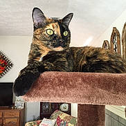 Sissy joined the competition — help win amazing prizes! cat, tortoiseshell_cat, cat_tree, indoor, living_room, furniture, couch, pillow, home_decor, yellow_eyes, pet, relaxed, plush, wooden_cabinet, wall_art, cozy, domestic, animal, portrait, resting