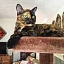 cat, tortoiseshell_cat, cat_tree, indoor, living_room, furniture, couch, pillow, home_decor, yellow_eyes, pet, relaxed, plush, wooden_cabinet, wall_art, cozy, domestic, animal, portrait, resting