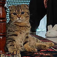 Akira participe au concours pour gagner de l'argent avec cette photo : cat, scottish_fold, feline, pet, indoor, rug, patterned_rug, wooden_furniture, slippers, bunny_slippers, floor, person, legs, cozy, fur, whiskers, large_eyes, relaxed, home, domestic