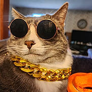 Jello is registered to the contest to win money with this photo: cat, sunglasses, gold_chain, indoor, pet, feline, gray_fur, white_chest, close_up, accessory, fashion, portrait, cute, relaxed, domestic_animal, whiskers, animal, cool, stylish, orange_object