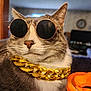 cat, sunglasses, gold_chain, indoor, pet, feline, gray_fur, white_chest, close_up, accessory, fashion, portrait, cute, relaxed, domestic_animal, whiskers, animal, cool, stylish, orange_object