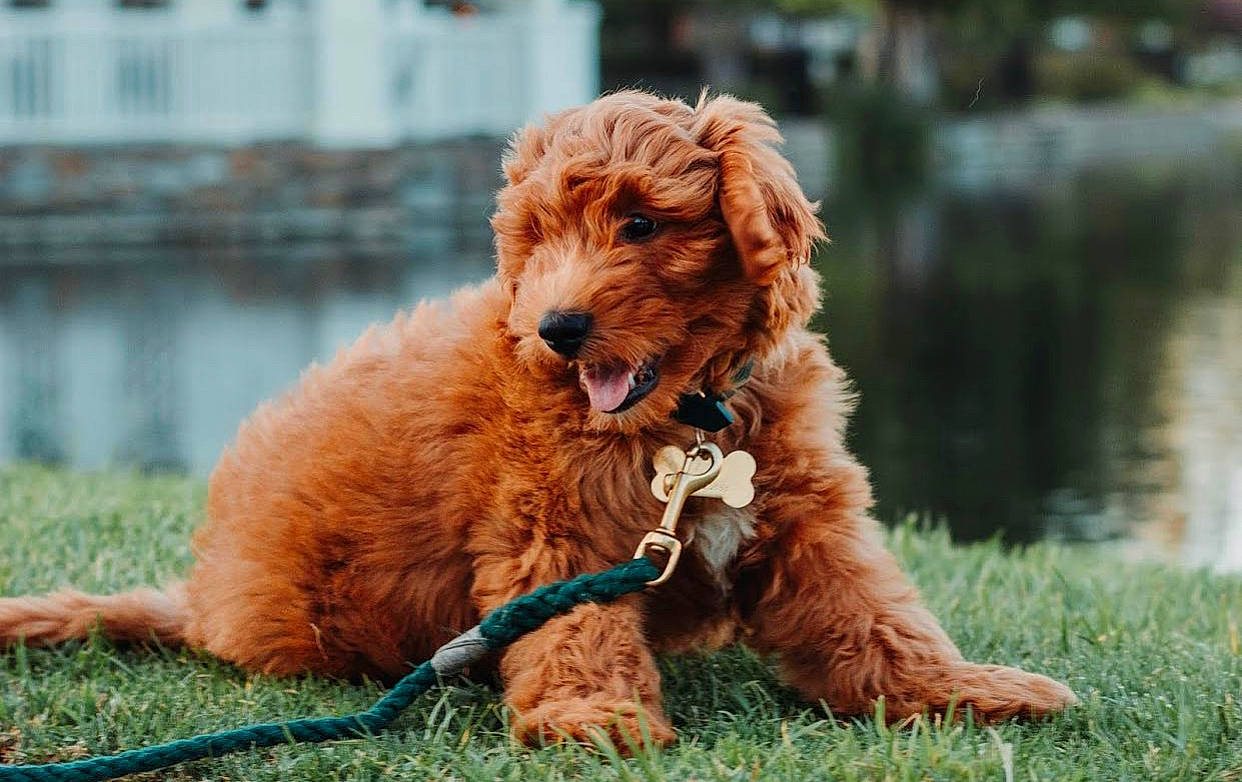 August joined the competition — help win amazing prizes! canidae, carnivore, cavapoo, cockapoo, companion_dog, dog, dog_breed, goldendoodle, labradoodle, mammal, miniature_poodle, poodle, poodle_crossbreed, puppy, rare_breed_dog, sporting_group, standard_poodle, terrier, toy_poodle, vertebrate
