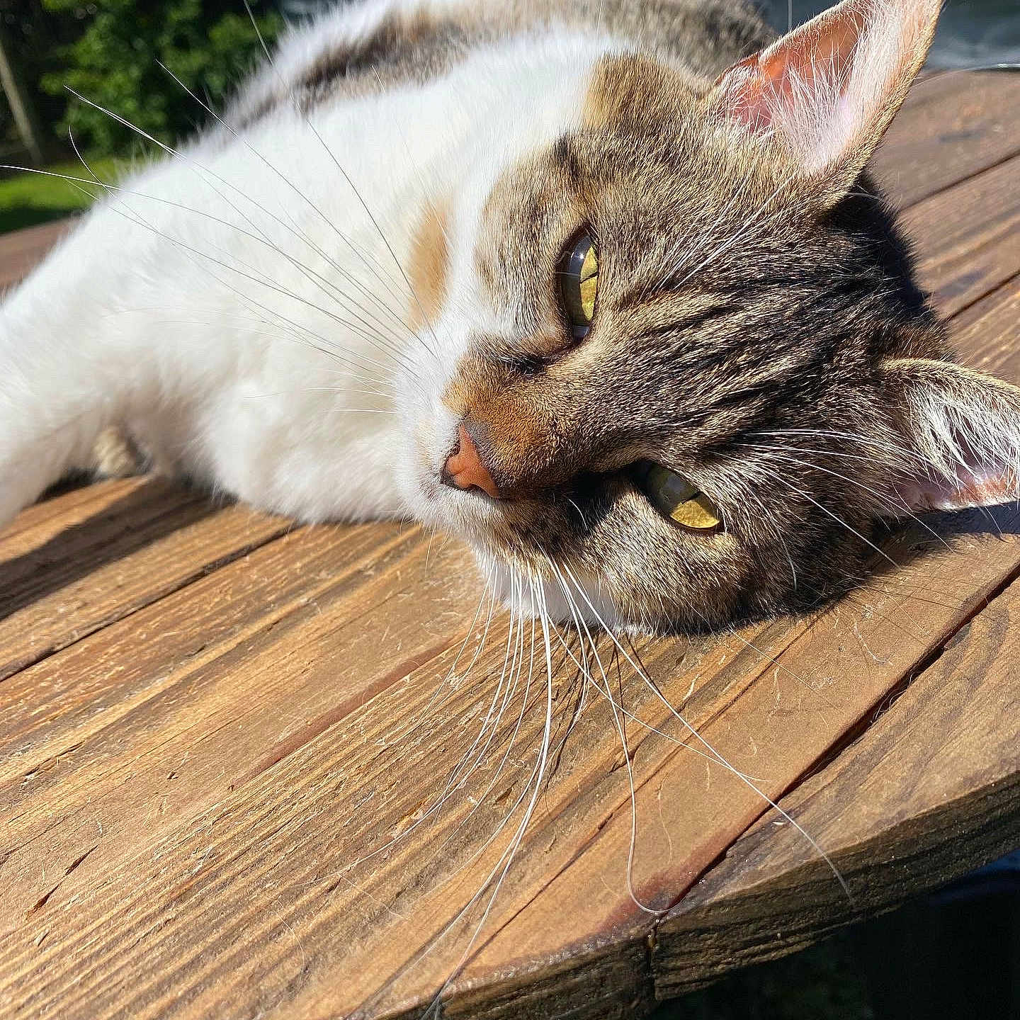 Gypsie participe au concours pour gagner de l'argent avec cette photo : animal, architecture, bench, building, cat, deck, furniture, grass, hardwood, house, housing, kitten, manx, person, pet, plant, porch, stainedwood, table, wood