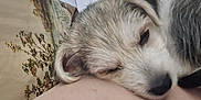 Pamela participe au concours pour gagner de l'argent avec cette photo : animal, calm, close_up, companion, cozy, cute, dog, domestic, face, floral, fur, head, indoor, mammal, pet, pillow, relaxing, resting, sleeping, soft