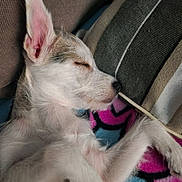 Pamela participe au concours pour gagner de l'argent avec cette photo : puppy, sleeping, dog, close_up, cozy, blanket, pillow, fur, pet, resting, cute, animal, domestic_animal, snout, ear, paw, indoor, relaxing, soft, young