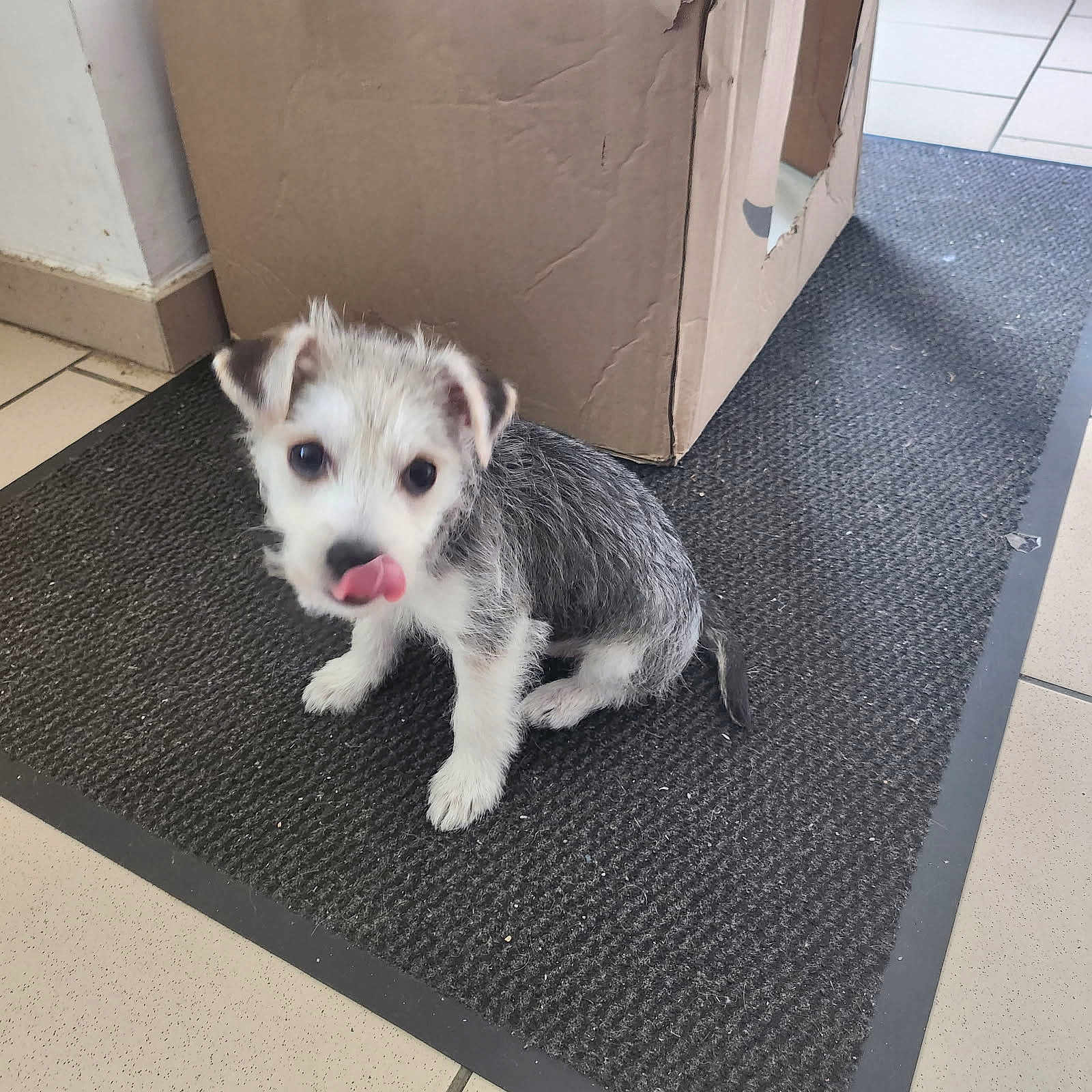Pamela participe au concours pour gagner de l'argent avec cette photo : puppy, dog, tongue_out, mat, indoor, cardboard_box, floor_tile, small_dog, cute, pet, animal, scruffy, black_and_white, sitting, playful, young, fur, nose, expression, home