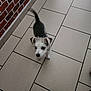 dog, puppy, small_dog, tile_floor, brick_wall, indoor, pet, curious, standing, white_and_black_fur, tail, ears, floor_tiles, looking_up, animal, companion, cute, young_dog, domestic_animal, fur