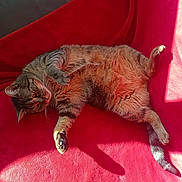 Kyky participe au concours pour gagner de l'argent avec cette photo : cat, tabby_cat, pet, animal, feline, lying_down, relaxed, sunlight, red_blanket, indoor, cozy, soft_fur, whiskers, paws, tail, shadow, comfort, resting, cute, domestic_animal
