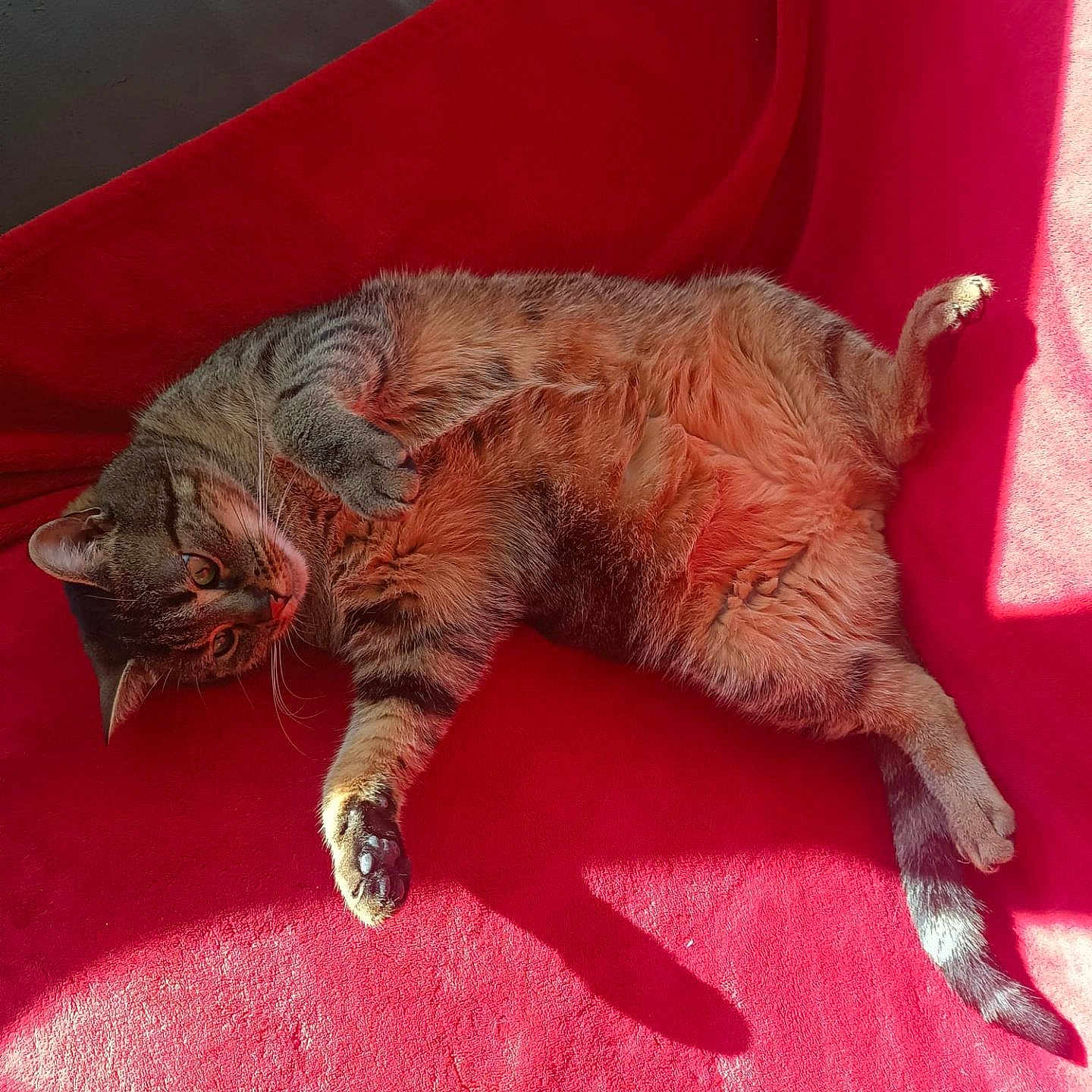 Kyky participe au concours pour gagner de l'argent avec cette photo : cat, tabby_cat, pet, animal, feline, lying_down, relaxed, sunlight, red_blanket, indoor, cozy, soft_fur, whiskers, paws, tail, shadow, comfort, resting, cute, domestic_animal