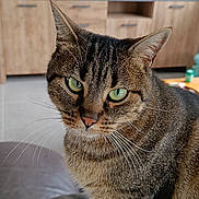 Kiki participe au concours pour gagner de l'argent avec cette photo : cat, tabby_cat, pet, indoor, feline, whiskers, green_eyes, leather, couch, furniture, home, cabinet, television, blurred_background, close_up, animal, mammal, domestic_animal, curious, sitting