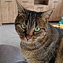 cat, tabby_cat, pet, indoor, feline, whiskers, green_eyes, leather, couch, furniture, home, cabinet, television, blurred_background, close_up, animal, mammal, domestic_animal, curious, sitting