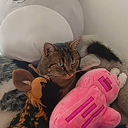 Kiki a rejoint le concours — aidez-le/la à gagner de superbes lots ! animal, bed, blue_blanket, cat, cozy, cute, domestic_cat, ears, feline, fur, indoor, koala, pet, pink_pig, plush_toy, resting, soft_toy, stuffed_animal, tabby_cat, whiskers