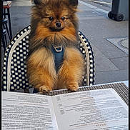 Pookie a rejoint le concours — aidez-le/la à gagner de superbes lots ! dog, pomeranian, fluffy, menu, table, chair, outdoor, cafe, street, car, sidewalk, urban, pet, fur, seat, daytime, leash, restaurant, curious, waiting