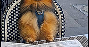 Pookie a rejoint le concours — aidez-le/la à gagner de superbes lots ! cafe, car, chair, curious, daytime, dog, fluffy, fur, leash, menu, outdoor, pet, pomeranian, restaurant, seat, sidewalk, street, table, urban, waiting