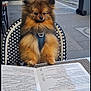 dog, pomeranian, fluffy, menu, table, chair, outdoor, cafe, street, car, sidewalk, urban, pet, fur, seat, daytime, leash, restaurant, curious, waiting