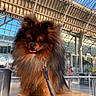 Pookie participe au concours pour gagner de l'argent avec cette photo : animal, black_fur, bright, brown_fur, building_interior, cute, daylight, dog, expression, fluffy, furniture, glass_roof, indoor, leash, metal_beams, pet, pomeranian, small_dog, table, tongue_out