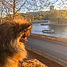 Pookie participe au concours pour gagner de l'argent avec cette photo : animal, boats, calm, dog, fence, fluffy, golden_hour, nature, outdoor, pet, pomeranian, portrait, river, road, scenic, side_view, sky, spring, sunlight, trees