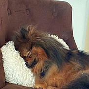 Pookie participe au concours pour gagner de l'argent avec cette photo : animal, brown_chair, comfort, companion, cozy, cute, dog, domestic, fluffy, fur, furniture, home, indoor, nap, pet, relaxation, resting, sleeping, soft, white_pillow