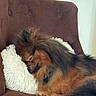 animal, brown_chair, comfort, companion, cozy, cute, dog, domestic, fluffy, fur, furniture, home, indoor, nap, pet, relaxation, resting, sleeping, soft, white_pillow