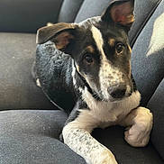 Milo is registered to the contest to win money with this photo: puppy, dog, couch, indoor, pet, black_and_white, fur, ears, nose, portrait, animal, young, cute, looking, soft_light, relaxed, home, close_up, laying, companion