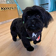 Gizmo is registered to the contest to win money with this photo: dog, black_dog, bandana, indoor, wooden_floor, leash, pet, curious, cute, fluffy, small_dog, poodle_logo, sign, background, blue_curtains, flooring, animal, companion, domestic_animal, portrait