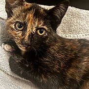 Onyx joined the competition — help win amazing prizes! animal, cat, close_up, cute, feline, fur, indoor, kitten, paw, pet, portrait, relaxed, resting, soft_lighting, texture, tortoiseshell, towel, whiskers, yellow_eyes, young