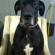 Opal joined the competition — help win amazing prizes! dog, black_dog, pet, indoor, chair, sitting, calm, portrait, white_patch, collar, power_outlet, cord, wall, furniture, animal, domestic_animal, canine, companion, looking_at_camera, calm_expression