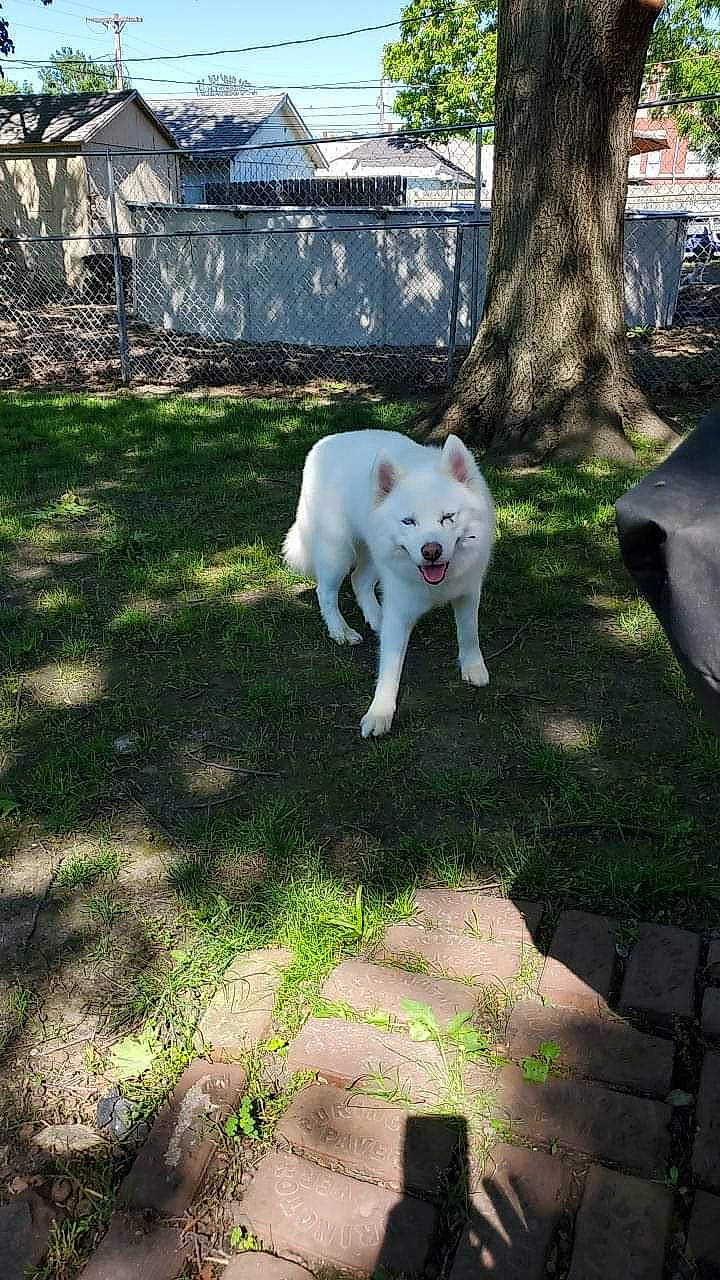 Atlas is registered to the contest to win money with this photo: berger_blanc_suisse, canidae, carnivore, dog, dog_breed, dogo_argentino, fawn, korean_jindo_dog, mammal, non_sporting_group, tail, white_shepherd