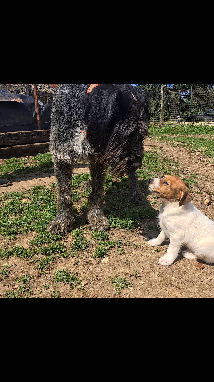 Lasko participe au concours pour gagner de l'argent avec cette photo : canidae, carnivore, cesky_fousek, companion_dog, dog, dog_breed, german_wirehaired_pointer, hunting_dog, irish_wolfhound, mammal, pointing_breed, puppy, retriever, spaniel, spinone_italiano, sporting_group, vertebrate, wirehaired_pointing_griffon