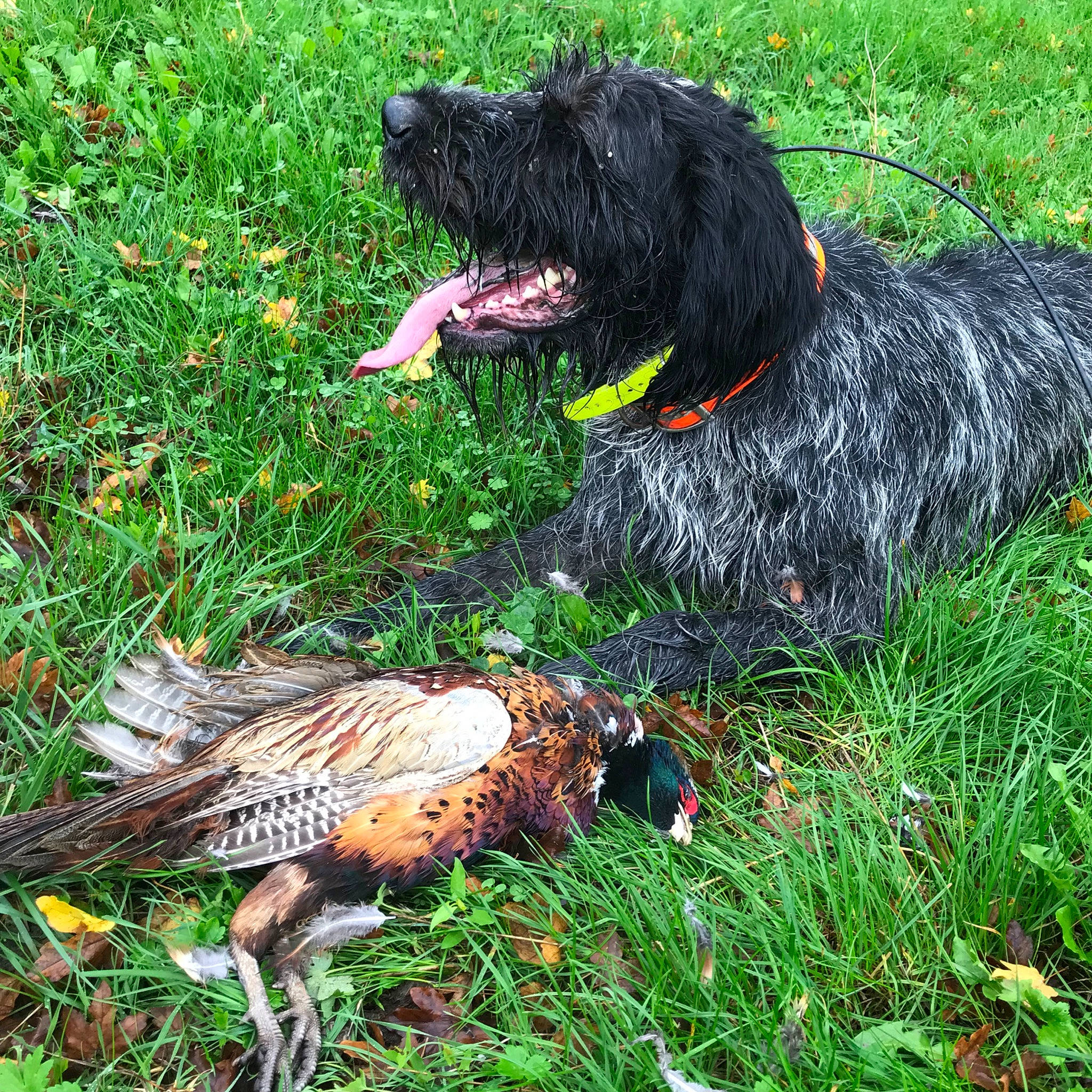 Lasko a rejoint le concours — aidez-le/la à gagner de superbes lots ! briard, canidae, carnivore, dog, dog_breed, german_wirehaired_pointer, grass, hunting_dog, pointing_breed, retriever, sporting_group, stichelhaar, terrier, vertebrate, wirehaired_pointing_griffon