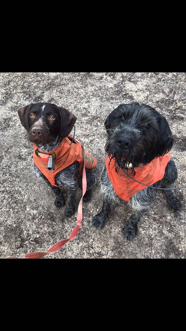 Lasko participe au concours pour gagner de l'argent avec cette photo : canidae, carnivore, dog, dog_breed, dog_clothes, dog_collar, german_wirehaired_pointer, hunting_dog, mammal, miniature_schnauzer, puppy, rare_breed_dog, schnoodle, snout, sporting_group, vertebrate