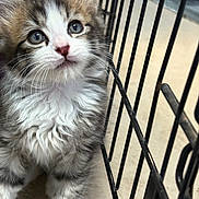 Eddie is registered to the contest to win money with this photo: kitten, cat, fur, cage, indoor, animal, pet, curious, closeup, whiskers, face, cute, young, tabby, white, gray, floor, portrait, feline, adorable