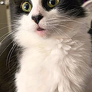 Zuki joined the competition — help win amazing prizes! cat, black_and_white, close_up, whiskers, green_eyes, fluffy, pet, indoor, curious, animal, feline, portrait, soft_light, looking_away, cute, domestic_cat, fur, indoor_lighting, alert, wide_eyes